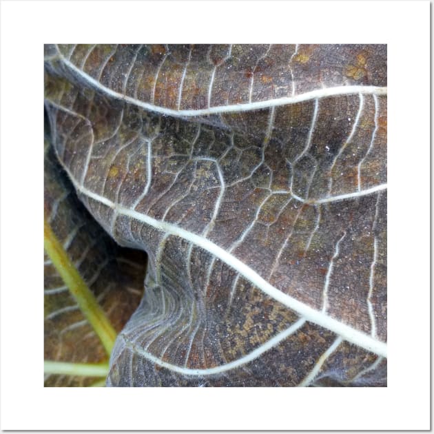 Withered Fig Leaves Autumn Fall texture macro 1 Wall Art by oknoki